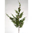 36" Incense Cedar Branch - Green