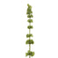 32 in Bells of Ireland - Light Green