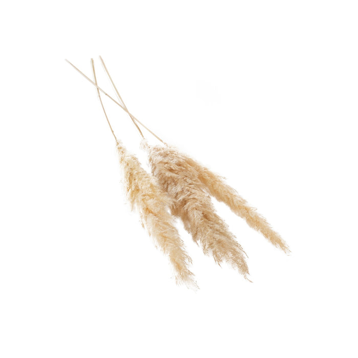 Dried Pampas Grass