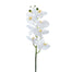 44 inch Phalaenopsis Spray