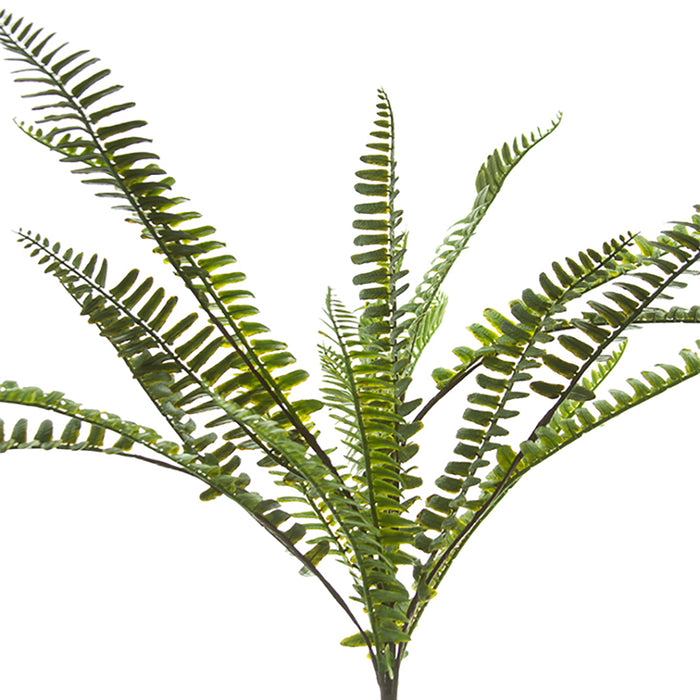20 in Boston Fern Bush Green