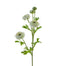 31 in Ranunculus