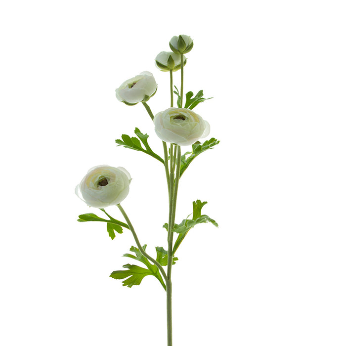 31 in Ranunculus