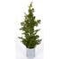 Soft Cedar Potted 26" - Green