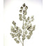 Eucalyptus Glitter Spray 33" - Platinum