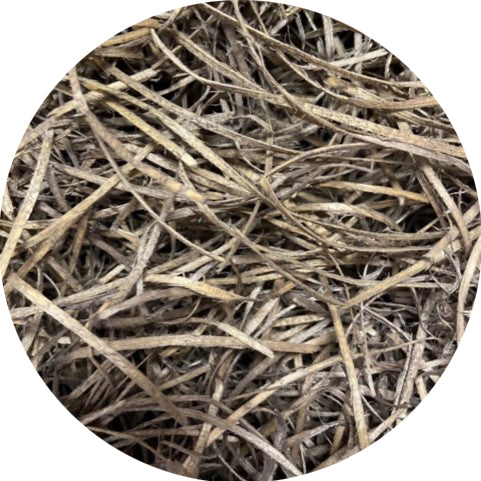 Aspen Moss