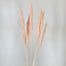 Dried Pampas Grass