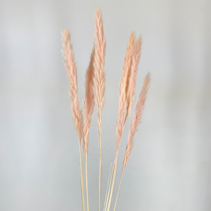 Dried Pampas Grass