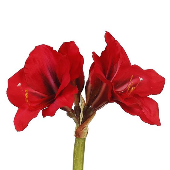 26.5" Amaryllis - Red