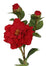 28.5" Camellia - Red