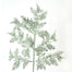 19" Incense Cedar Glitter Spray