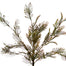 23 In Lygodium Fern Bush