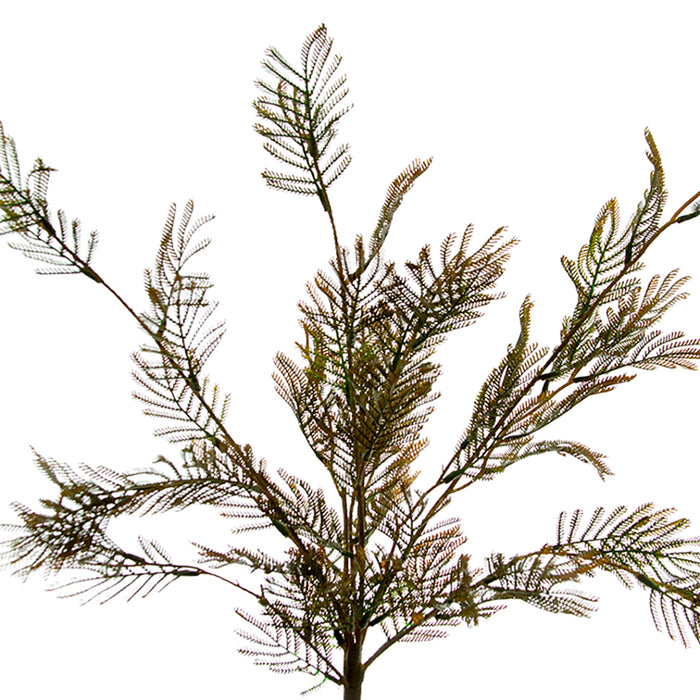 23 In Lygodium Fern Bush